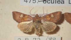 Amphipoea oculea