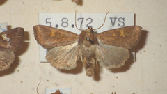 Amphipoea oculea