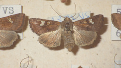 Amphipoea oculea