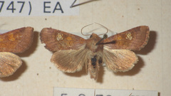 Amphipoea oculea