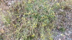 Raphanus raphanistrum