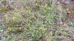 Raphanus raphanistrum