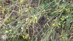 Raphanus raphanistrum