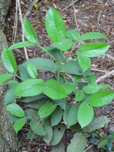 sandforest-loquat (Oxyanthus latifolius)