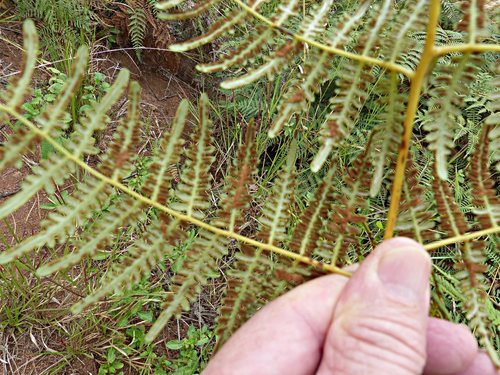 Austral Bracken