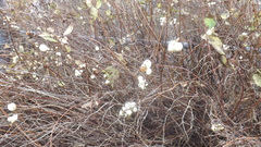 Symphoricarpos