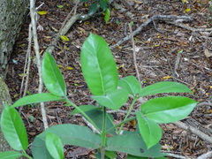 Oxyanthus latifolius
