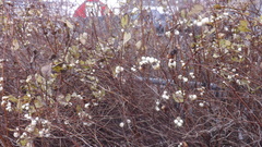 Symphoricarpos