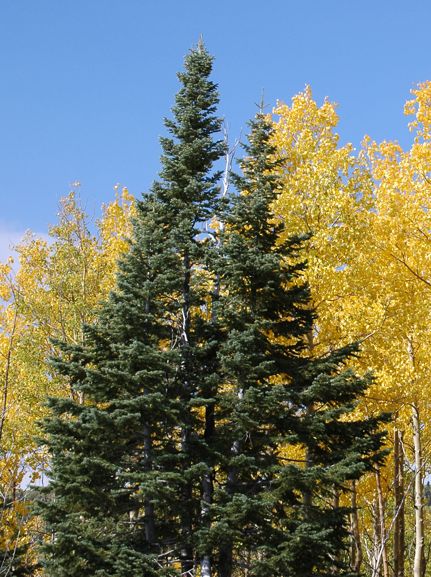 Abies lasiocarpa var. arizonica