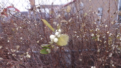 Symphoricarpos