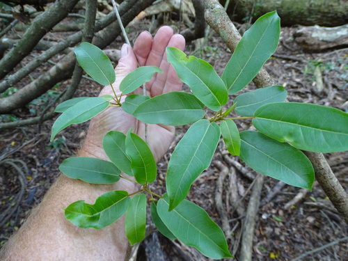 Image of Ficus tremula by (c) Shaun Swanepoel, some rights reserved (CC BY)