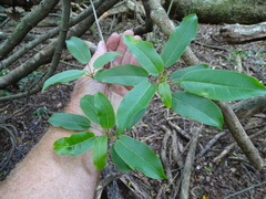 Ficus tremula