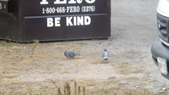 Columba livia domestica