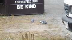 Columba livia domestica