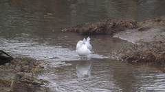 Larus delawarensis
