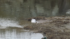 Larus delawarensis