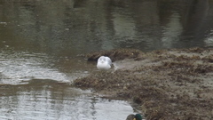 Larus delawarensis