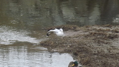 Larus delawarensis