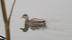Anas platyrhynchos