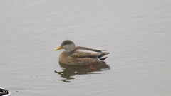 Anas platyrhynchos