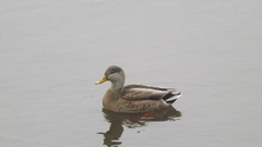 Anas platyrhynchos
