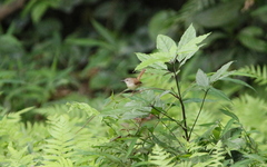 Prinia rufescens
