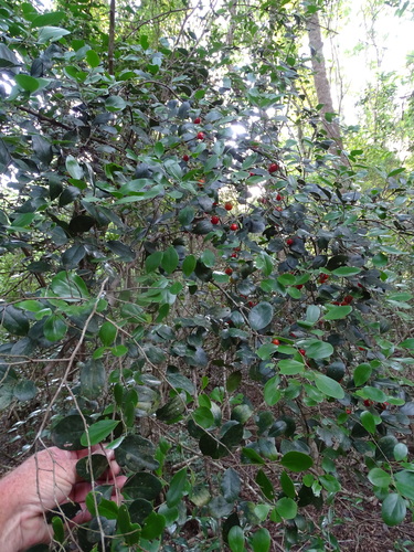 Image of Coastal Kei-Apple (Dovyalis longispina) by (c) Shaun Swanepoel, some rights reserved (CC BY)