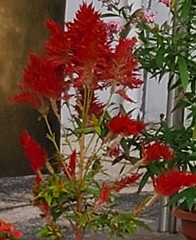 Celosia argentea plumosa