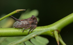 Oxyrhachis