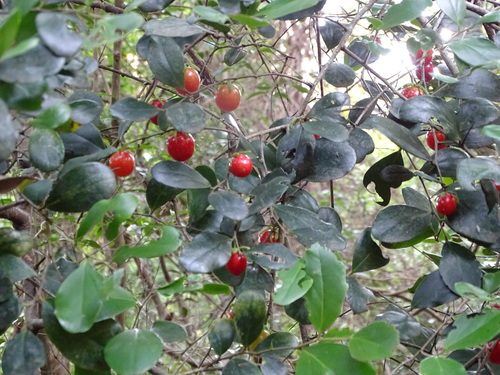 Image of Coastal Kei-Apple (Dovyalis longispina) by (c) Shaun Swanepoel, some rights reserved (CC BY)