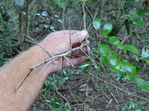 Image of Coastal Kei-Apple (Dovyalis longispina) by (c) Shaun Swanepoel, some rights reserved (CC BY)