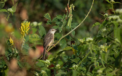 Prinia