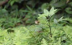Prinia rufescens
