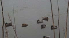 Anas platyrhynchos