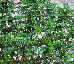 Zanthoxylum beecheyanum