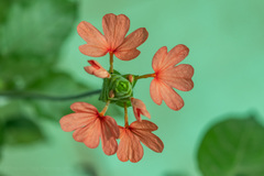 Crossandra infundibuliformis