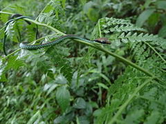 Dendrelaphis formosus