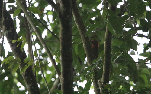 Red-collared Woodpecker (Picus rabieri), photo 2