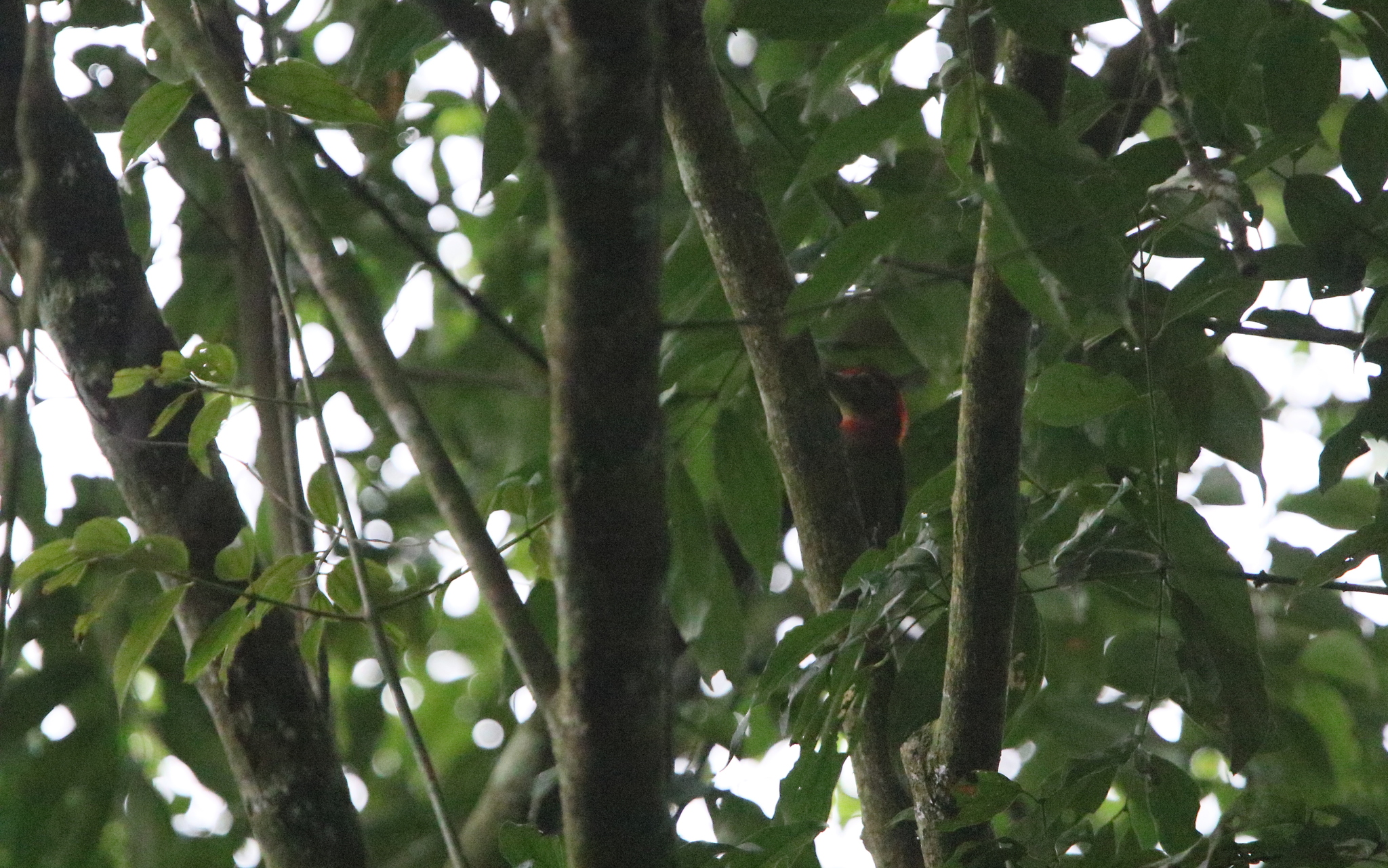 Red-collared Woodpecker (Picus rabieri), photo 2
