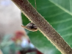 Enchenopa squamigera