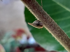 Enchenopa squamigera