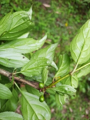 Rhamnus virgata