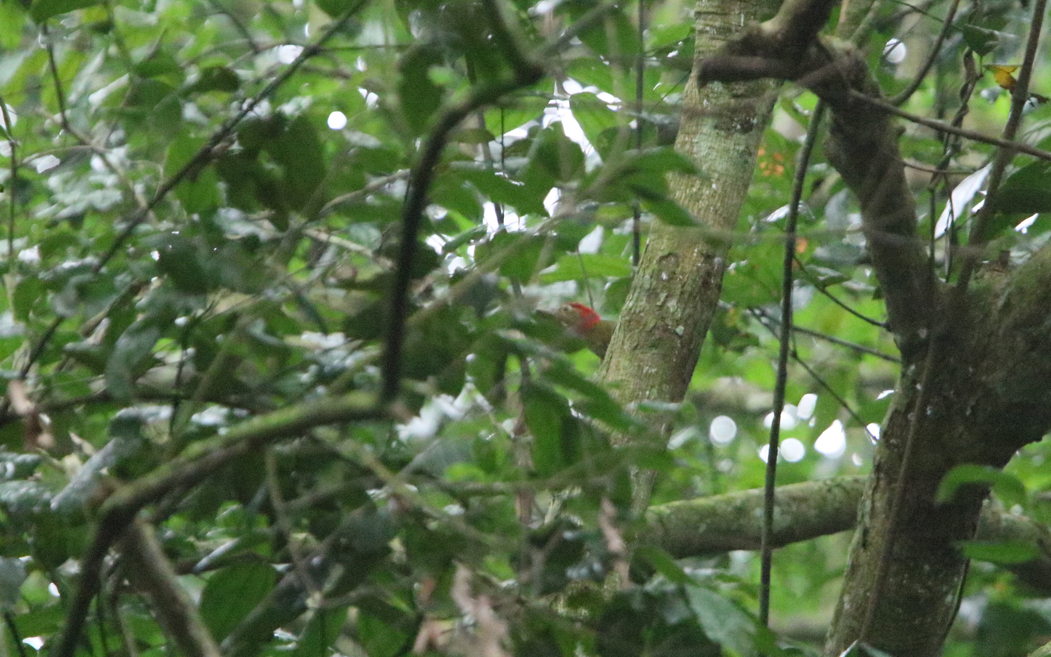 Red-collared Woodpecker (Picus rabieri), photo 3