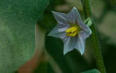Solanum melongena