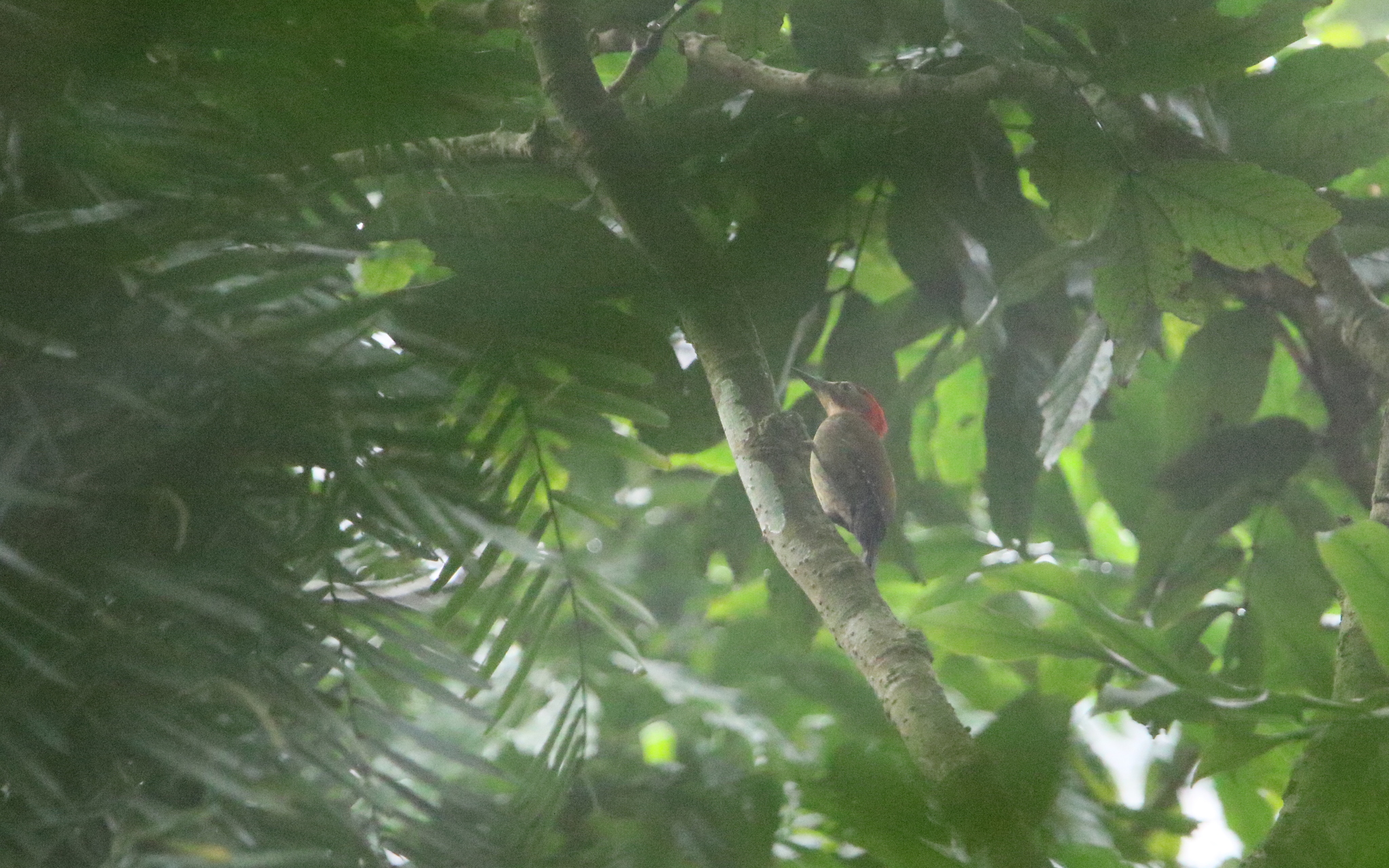 Red-collared Woodpecker (Picus rabieri), photo 6