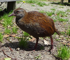 Gallirallus australis