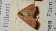 Denticucullus pygmina