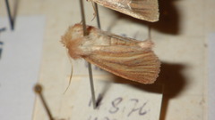 Denticucullus pygmina