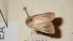 Denticucullus pygmina