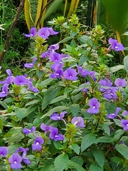 Achetaria azurea